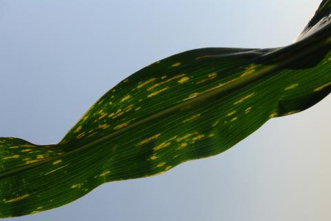 玉米细菌性叶条纹病