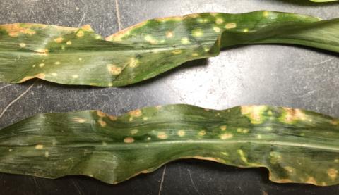在玉米叶子的严重holcus斑点