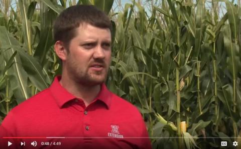 内布拉斯加州推广教育器Nathan Mueller估算玉米产量。