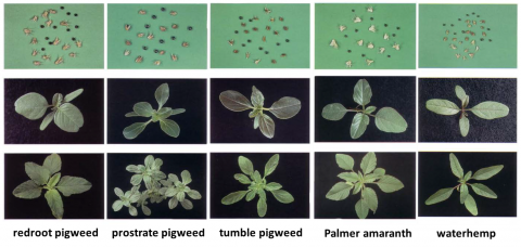 Photos of pigweed species