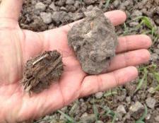 两种土壤团聚体:粪肥(左)与重土壤团聚体