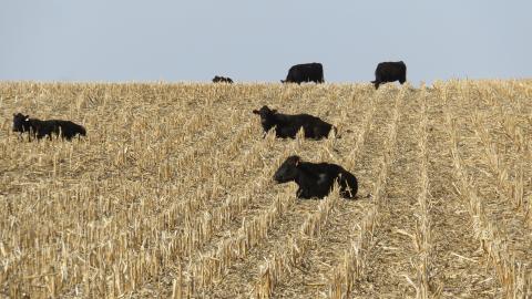 牛在玉米秆上吃草