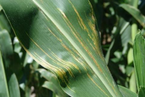 玉米的细菌叶片条纹