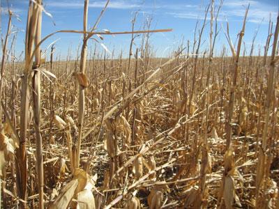 2012年玉米倒伏导致收获困难