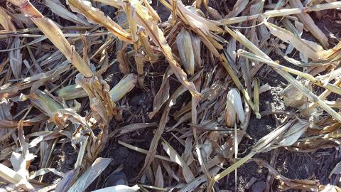 图1。很可能是今年多种因素的综合作用导致玉米穗柄变弱、穗大、茎部和穗部腐烂，这些因素共同导致了穗部下降的增加。