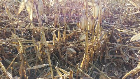 图1。本周的大风导致内布拉斯加州南部许多农田的玉米减产，使收获复杂化。(摄影:Jenny Rees)