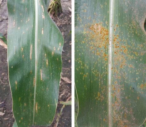 玉米中的灰色叶斑病(左)和南方锈病(右)