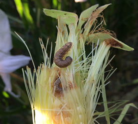 秋粘虫和玉米耳虫在非bt玉米上。
