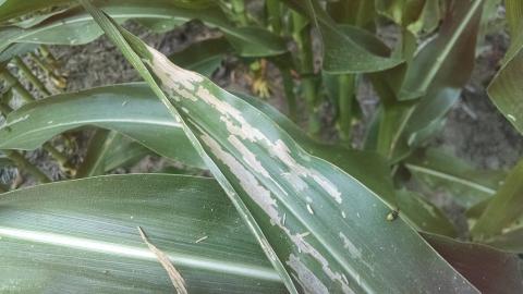 西玉米根虫对玉米叶损伤