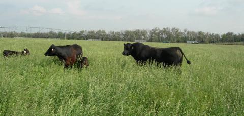 牛放牧凉爽的季节草