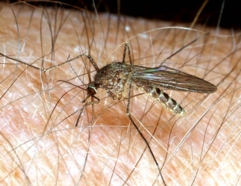 蚊子在皮肤