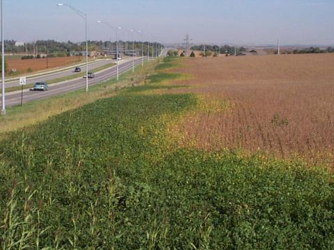 Soybean field with areas of extended growth due to street lights