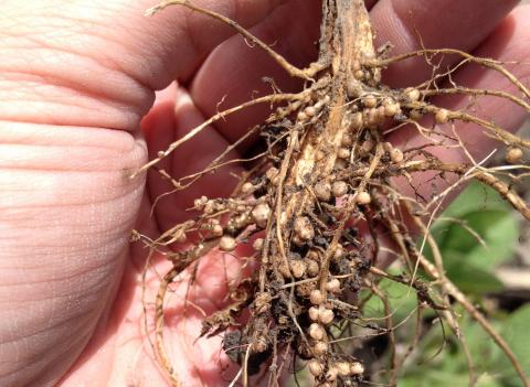 Well nodulated soybean roots