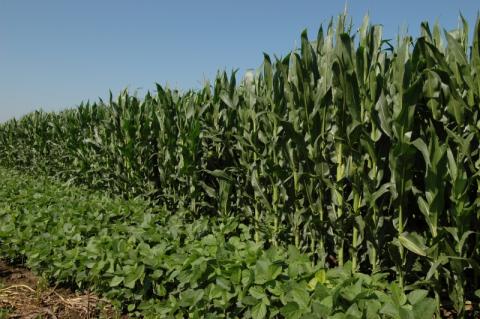玉米和大豆的田地