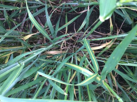 展示头孢普硫普硫磺植物叶子条纹黄色条纹小麦