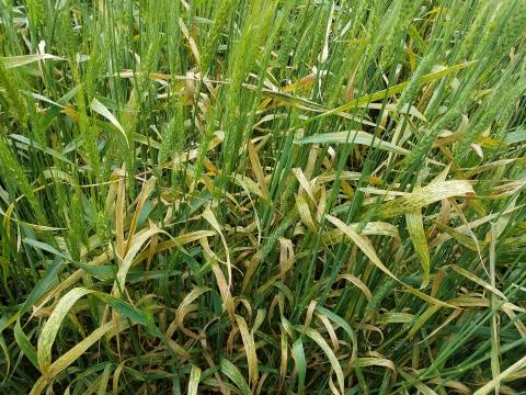 Dead or dying wheat flag leaves due to stripe rust