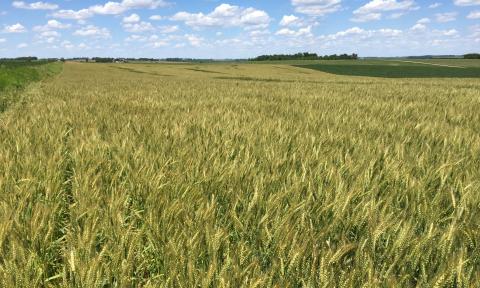 Eastern Nebraska wheat field that yielded more than 110 bu/ac.