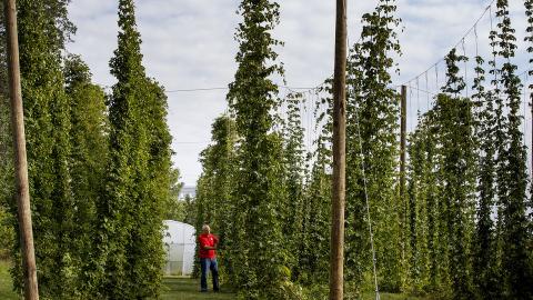 史黛西·亚当斯正在检查内布拉斯加州东校区生长的藤上的啤酒花。亚当斯正在领导一项多年的、由国家资助的研究，以观察啤酒花是否可以可靠地种植，并作为玉米剥壳州农民的替代作物。(摄影:克雷格·钱德勒，大学传播)