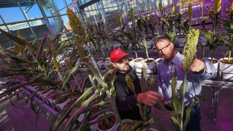 詹姆斯·施纳布尔和安迪·本森一起检查高粱植物