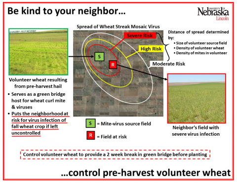 信息图显示一个农田如何作为小麦卷叶螨和多种病毒到邻居农田的绿色桥梁。