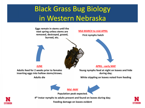 内布拉斯加州西部黑草虫的生命周期