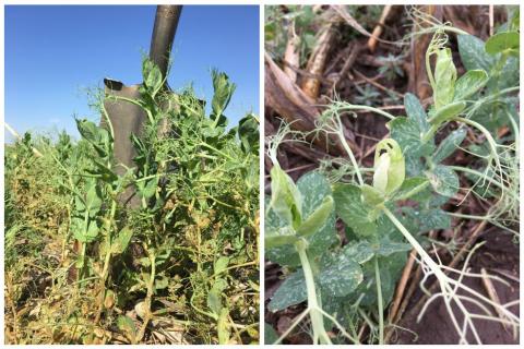 图1。(左)阿特拉津(2磅ai/ac施用于秋季)和(右)介三酮(施用于春季)对大田豌豆的遗留损伤。