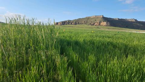 斯科茨布拉夫附近两个小麦研究地块的比较。左边是一个未经处理的对照区，有大量的羽绒雀麦和野生黑麦。在右边，同样的杂草种群用侵略者除草剂处理，这是CoAXium小麦生产系统的一部分。