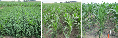 测试的三种除草剂处理的田间照片。