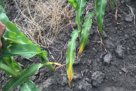 玉米叶片表现出缺氮的迹象