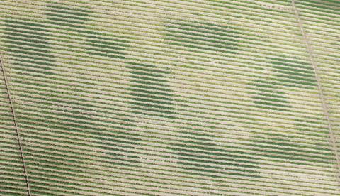 图1.使用无人机在豆出现时收集空中图像。所有深绿色行都对应于不同折叠率（10,20,30,40和60吨/英亩）的绘图。