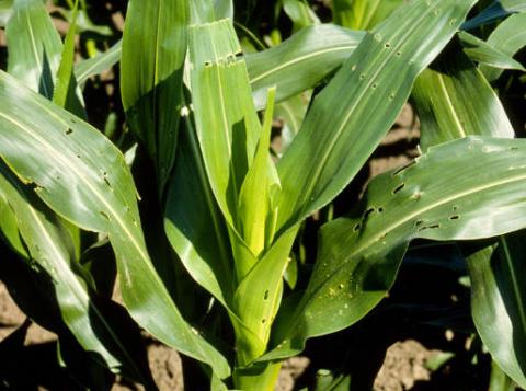 欧洲玉米螟虫对玉米叶片的“弹孔”损害
