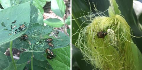 图1.日本甲虫将首先喂食大豆（左）或玉米的叶子。在玉米中，他们会在可用时移动到丝绸（右）。（照片由justin mcmechan）