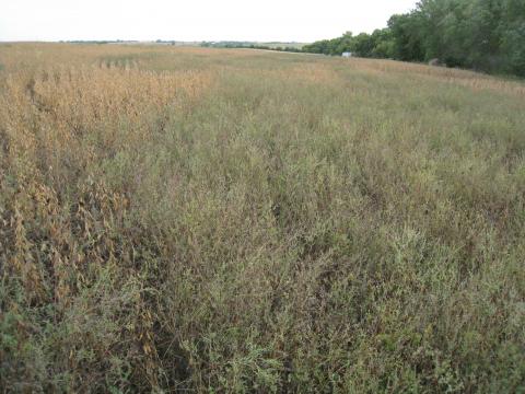 图1。在亚当斯附近的大豆地里，一季抗草甘膦的普通豚草竞争。
