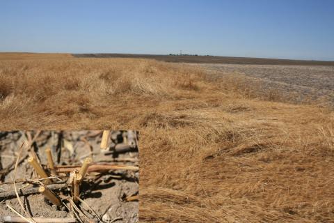 被提出的麦子的领域与显示麦子存根的插图照片的麦子茎锯鸟横穿者。