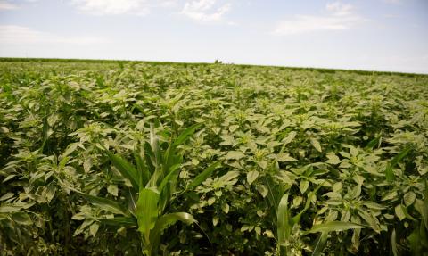 管理抗除草剂帕尔默苋菜只是作物生产路演的主题之一，将于2月1日在内布拉斯加州中西部开始。
