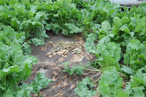 Figure 1. Complete and permanent collapse of sugarbeet petioles and leaves caused by Rhizoctonia Root and Crown Rot.