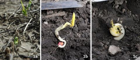 图1所示。种植在寒冷的土壤(低于50华氏度)，当寒冷的条件下预计在接下来的48小时可能导致发芽问题和幼苗不出苗或不出苗。1一个。玉米幼苗在地下开始长出叶子，现在叶子扭曲，这将延迟或否定正常的植物发育。图1 c。未发芽的幼苗试图在地下发芽。图中所示的幼苗都不应被视为有生产力的植物。