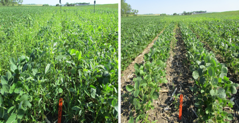 大豆除草时机的田间试验比较