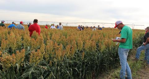 农民在2017年在特伦顿附近的高粱田野日检查一个领域或灌溉高粱。今年的田间日将在特伦顿和法斯威尔附近举行。