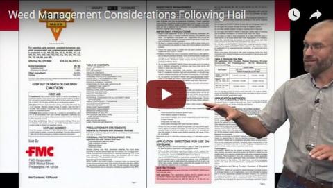 Screen capture from Weed Scientist Chris Proctor's video on managing weeds after hail