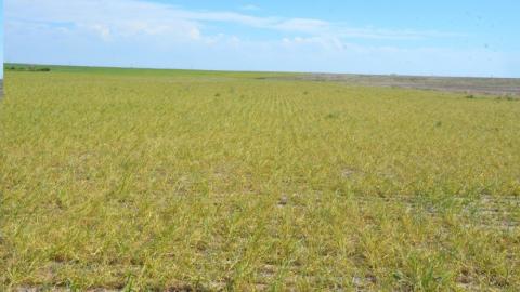 Deuel县严重的小麦条纹花叶病。