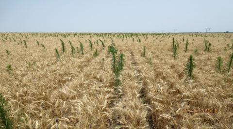 生长在成熟小麦上方的杂草