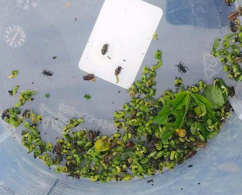Alfalfa Weevil幼虫和成年人