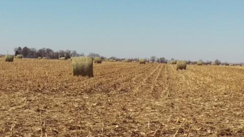 田地里堆满了大包大包的玉米残渣