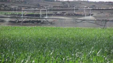 玉米灌溉在牛饲料与牛附近的玉米