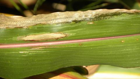 戈斯细菌性枯萎病和北玉米叶枯病发生在同一片玉米叶片上。