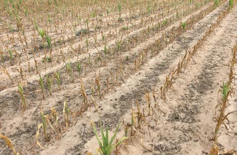 图1。2017年早期季节，由于干旱条件，提前种植的玉米田地被烧毁。(图片来源:Strahinja Stepanovic)