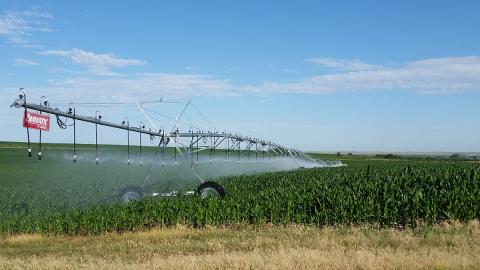 在玉米的中心枢纽灌溉系统上洒水