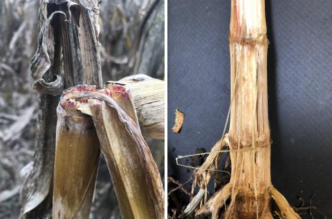 左图显示玉米秸秆因赤霉病而断裂，右图显示玉米秸秆因镰刀病而受损。