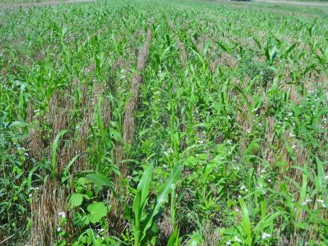 一种14种不同的组合在收获后立即种植在小麦茬中，以保持田间的活根。覆盖作物利用阳光和二氧化碳将能量和碳注入土壤，以供养土壤生物。